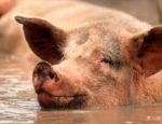 dumb luck pig